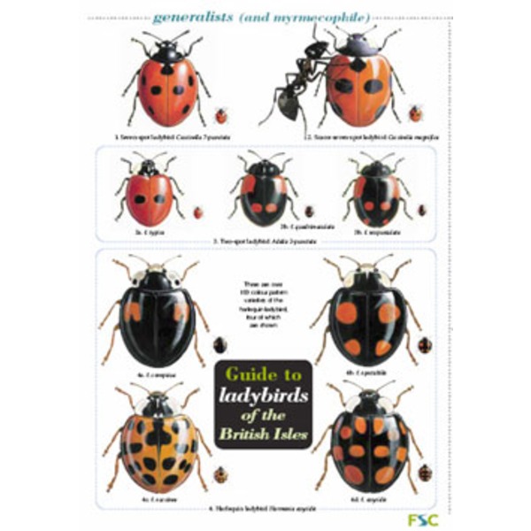 fsc-field-guide-british-ladybirds-forest-school-shop