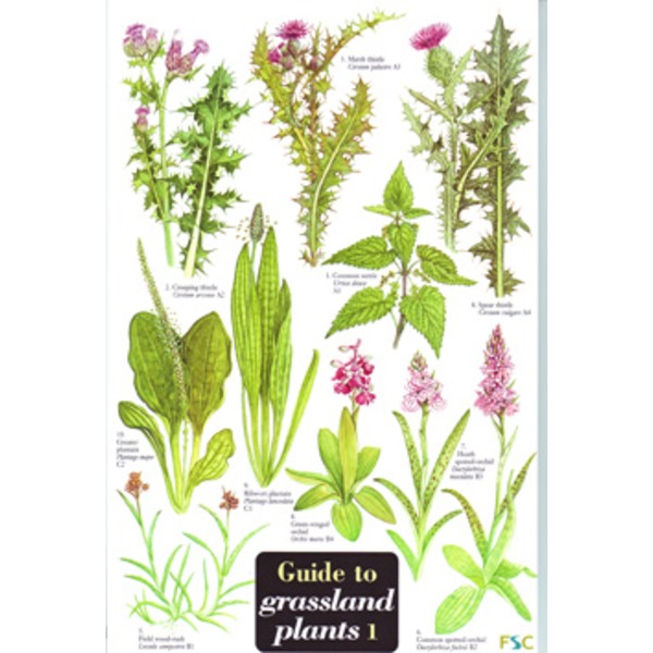 Field Guide to Invasive Species of Minnesota by Amelia Gorman